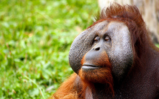 Orangutan from Chrome web store to be run with OffiDocs Chromium online Orangutan from Chrome web store to be run with OffiDocs Chromium online