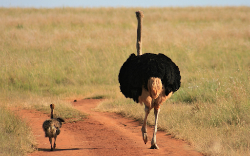 Ostrich mother and child from Chrome web store to be run with OffiDocs Chromium online Ostrich mother and child from Chrome web store to be run with OffiDocs Chromium online