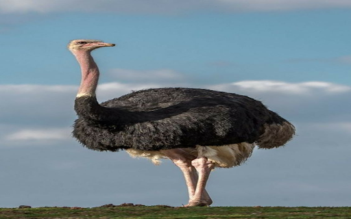 Ostrich wallpaper from Chrome web store to be run with OffiDocs Chromium online Ostrich wallpaper from Chrome web store to be run with OffiDocs Chromium online