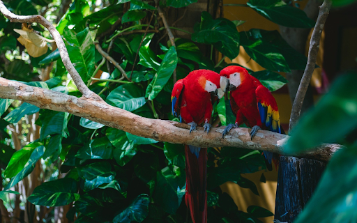 Pair of Red and White Parrots from Chrome web store to be run with OffiDocs Chromium online Pair of Red and White Parrots from Chrome web store to be run with OffiDocs Chromium online