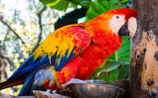 Parrot from Chrome web store to be run with OffiDocs Chromium online Parrot from Chrome web store to be run with OffiDocs Chromium online