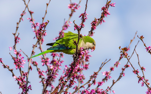 Parrot and Spring Branch from Chrome web store to be run with OffiDocs Chromium online Parrot and Spring Branch from Chrome web store to be run with OffiDocs Chromium online