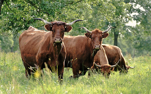 Pasture Guardians from Chrome web store to be run with OffiDocs Chromium online Pasture Guardians from Chrome web store to be run with OffiDocs Chromium online