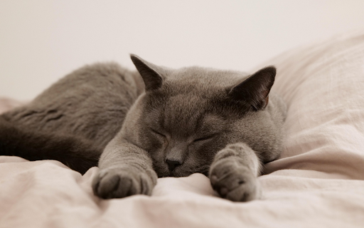 Peaceful Nap Time from Chrome web store to be run with OffiDocs Chromium online Peaceful Nap Time from Chrome web store to be run with OffiDocs Chromium online