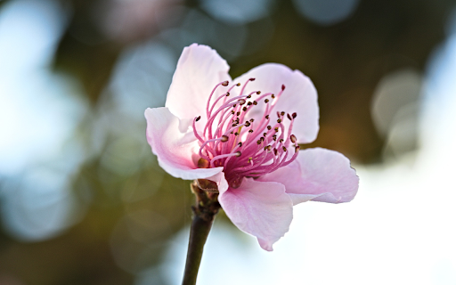Peach blossoms fade from Chrome web store to be run with OffiDocs Chromium online Peach blossoms fade from Chrome web store to be run with OffiDocs Chromium online