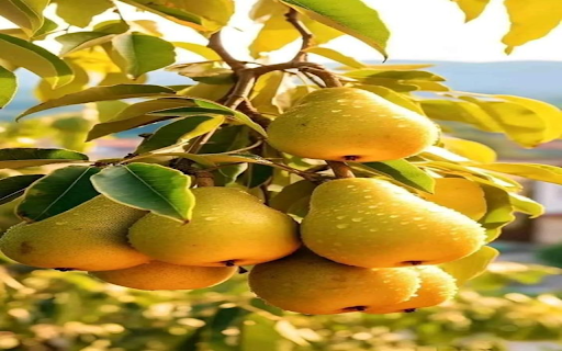 Pear cluster wallpaper from Chrome web store to be run with OffiDocs Chromium online Pear cluster wallpaper from Chrome web store to be run with OffiDocs Chromium online