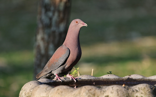 Pigeon and the High Neck from Chrome web store to be run with OffiDocs Chromium online Pigeon and the High Neck from Chrome web store to be run with OffiDocs Chromium online
