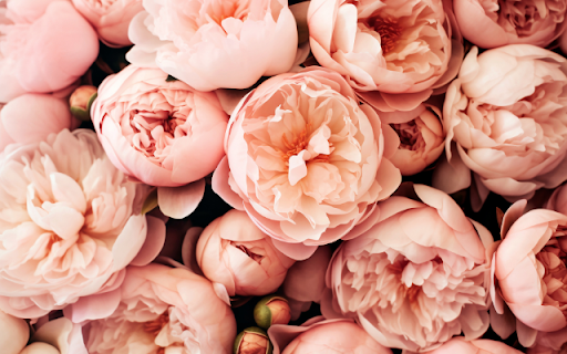 Pile of Pink Peonies from Chrome web store to be run with OffiDocs Chromium online Pile of Pink Peonies from Chrome web store to be run with OffiDocs Chromium online