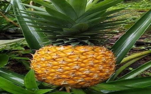 pineapple tree wallpaper from Chrome web store to be run with OffiDocs Chromium online pineapple tree wallpaper from Chrome web store to be run with OffiDocs Chromium online