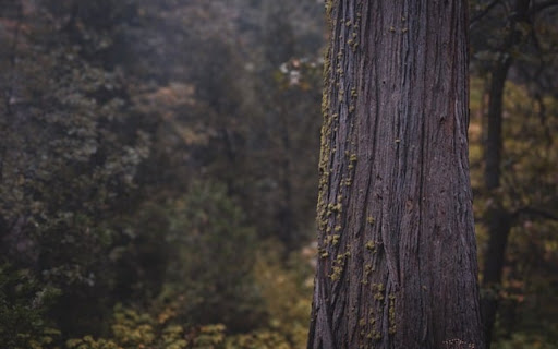 PINE TREE THEME from Chrome web store to be run with OffiDocs Chromium online PINE TREE THEME from Chrome web store to be run with OffiDocs Chromium online