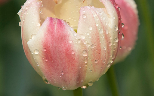 Pink and White Tulips from Chrome web store to be run with OffiDocs Chromium online Pink and White Tulips from Chrome web store to be run with OffiDocs Chromium online