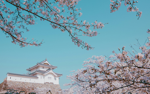 Pink Cherry Blossoms Under a Clear Blue Sky from Chrome web store to be run with OffiDocs Chromium online Pink Cherry Blossoms Under a Clear Blue Sky from Chrome web store to be run with OffiDocs Chromium online