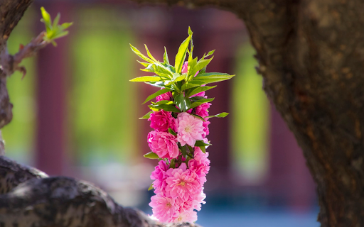 Pink peach branch with flowers from Chrome web store to be run with OffiDocs Chromium online Pink peach branch with flowers from Chrome web store to be run with OffiDocs Chromium online