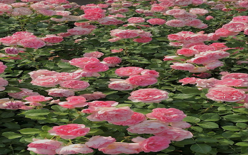 pink rose garden wallpaper from Chrome web store to be run with OffiDocs Chromium online pink rose garden wallpaper from Chrome web store to be run with OffiDocs Chromium online