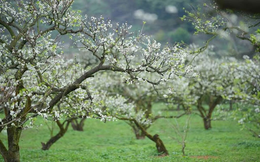 plum blossom wallpaper from Chrome web store to be run with OffiDocs Chromium online plum blossom wallpaper from Chrome web store to be run with OffiDocs Chromium online