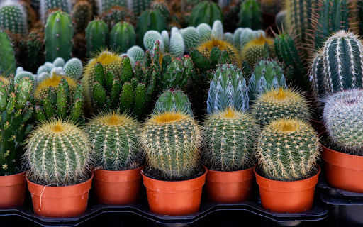 Potted cactus from Chrome web store to be run with OffiDocs Chromium online Potted cactus from Chrome web store to be run with OffiDocs Chromium online