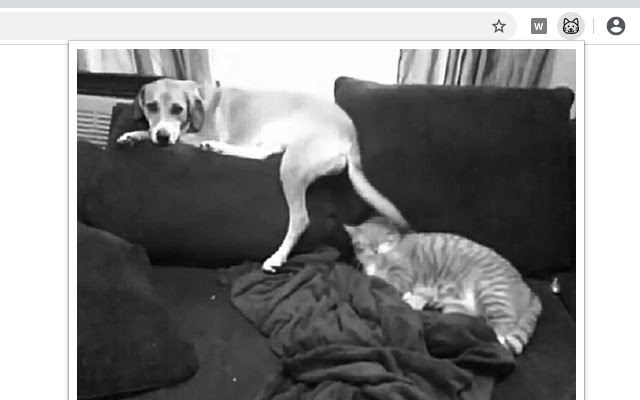 Pretty Kitty from Chrome web store to be run with OffiDocs Chromium online Pretty Kitty from Chrome web store to be run with OffiDocs Chromium online