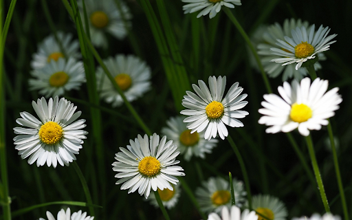 Pretty little white daisies from Chrome web store to be run with OffiDocs Chromium online Pretty little white daisies from Chrome web store to be run with OffiDocs Chromium online