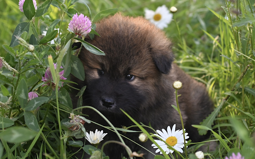 Puppies roam around from Chrome web store to be run with OffiDocs Chromium online Puppies roam around from Chrome web store to be run with OffiDocs Chromium online