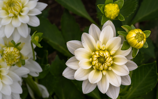 Pure white dahlias from Chrome web store to be run with OffiDocs Chromium online Pure white dahlias from Chrome web store to be run with OffiDocs Chromium online
