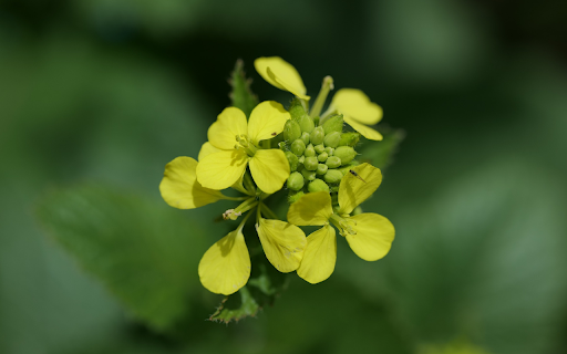 Pure yellow flowers from Chrome web store to be run with OffiDocs Chromium online Pure yellow flowers from Chrome web store to be run with OffiDocs Chromium online