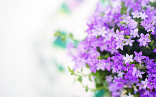 Purple and white lavender from Chrome web store to be run with OffiDocs Chromium online Purple and white lavender from Chrome web store to be run with OffiDocs Chromium online