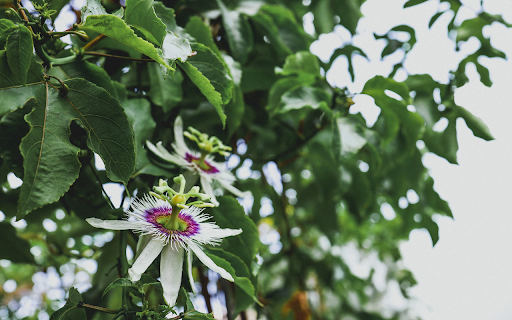Purple and white passion fruit flowers from Chrome web store to be run with OffiDocs Chromium online Purple and white passion fruit flowers from Chrome web store to be run with OffiDocs Chromium online