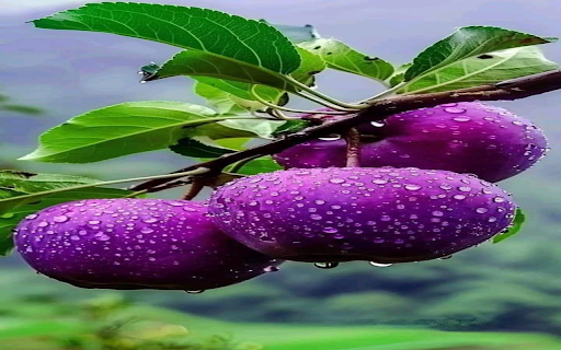 Purple apple wallpaper from Chrome web store to be run with OffiDocs Chromium online Purple apple wallpaper from Chrome web store to be run with OffiDocs Chromium online