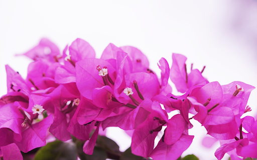 Purple bougainvillea branches from Chrome web store to be run with OffiDocs Chromium online Purple bougainvillea branches from Chrome web store to be run with OffiDocs Chromium online