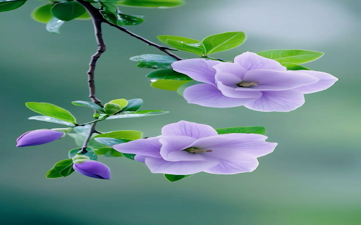 Purple flower branch wallpaper from Chrome web store to be run with OffiDocs Chromium online Purple flower branch wallpaper from Chrome web store to be run with OffiDocs Chromium online