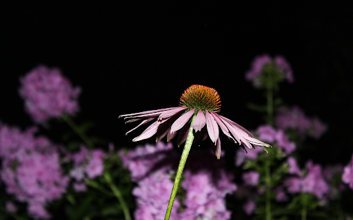 Purple flowers with yellow powder from Chrome web store to be run with OffiDocs Chromium online Purple flowers with yellow powder from Chrome web store to be run with OffiDocs Chromium online