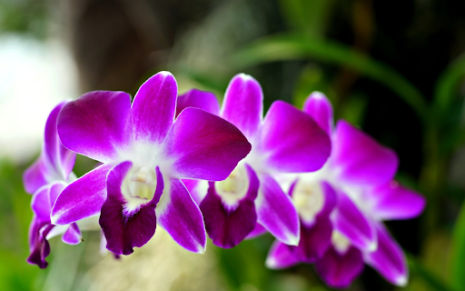 Purple Orchid Branch from Chrome web store to be run with OffiDocs Chromium online Purple Orchid Branch from Chrome web store to be run with OffiDocs Chromium online