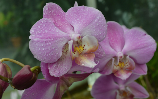 purple orchids and raindrops from Chrome web store to be run with OffiDocs Chromium online purple orchids and raindrops from Chrome web store to be run with OffiDocs Chromium online