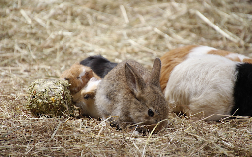 Rabbit and mouse from Chrome web store to be run with OffiDocs Chromium online Rabbit and mouse from Chrome web store to be run with OffiDocs Chromium online