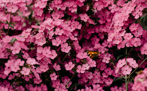 Radiant Blossom: A Garden of Deep Pink Cherry Blossoms in Full Bloom from Chrome web store to be run with OffiDocs Chromium online Radiant Blossom: A Garden of Deep Pink Cherry Blossoms in Full Bloom from Chrome web store to be run with OffiDocs Chromium online