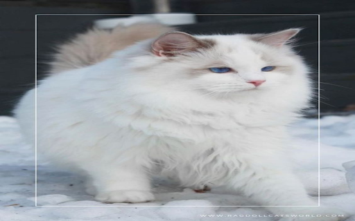 Ragdoll cat wallpaper from Chrome web store to be run with OffiDocs Chromium online Ragdoll cat wallpaper from Chrome web store to be run with OffiDocs Chromium online