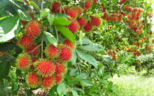 rambutan tree wallpaper from Chrome web store to be run with OffiDocs Chromium online rambutan tree wallpaper from Chrome web store to be run with OffiDocs Chromium online