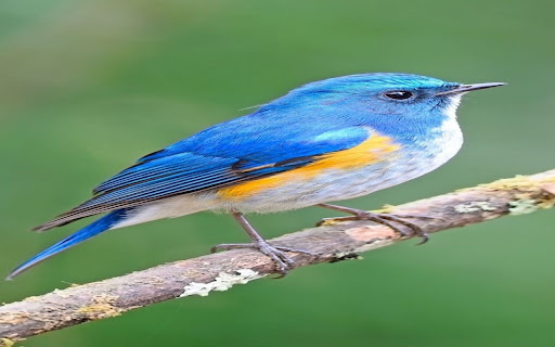 Red backed Magpie wallpaper from Chrome web store to be run with OffiDocs Chromium online Red backed Magpie wallpaper from Chrome web store to be run with OffiDocs Chromium online