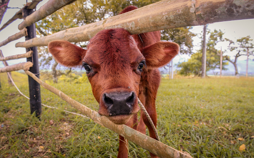 Red brown calf from Chrome web store to be run with OffiDocs Chromium online Red brown calf from Chrome web store to be run with OffiDocs Chromium online