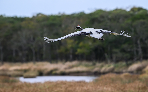 Red crowned Crane Flying from Chrome web store to be run with OffiDocs Chromium online Red crowned Crane Flying from Chrome web store to be run with OffiDocs Chromium online