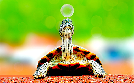 Red eared turtle from Chrome web store to be run with OffiDocs Chromium online Red eared turtle from Chrome web store to be run with OffiDocs Chromium online