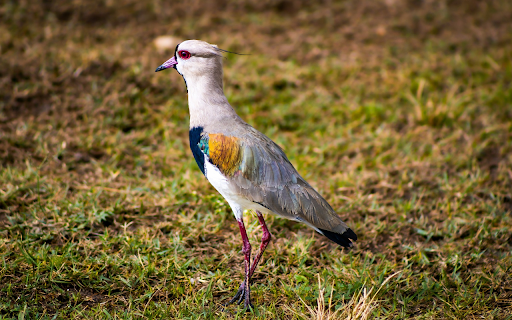 Red Eyed Bird from Chrome web store to be run with OffiDocs Chromium online Red Eyed Bird from Chrome web store to be run with OffiDocs Chromium online