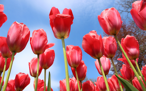 Red flower garden from Chrome web store to be run with OffiDocs Chromium online Red flower garden from Chrome web store to be run with OffiDocs Chromium online
