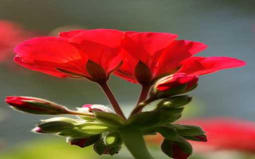 Red Geranium Wallpaper from Chrome web store to be run with OffiDocs Chromium online Red Geranium Wallpaper from Chrome web store to be run with OffiDocs Chromium online