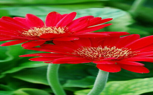 Red gerbera wallpaper from Chrome web store to be run with OffiDocs Chromium online Red gerbera wallpaper from Chrome web store to be run with OffiDocs Chromium online