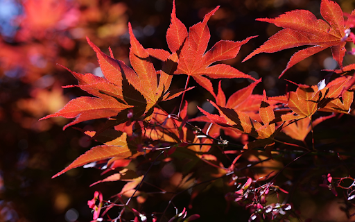 Red Leaf Tree Under The Sun from Chrome web store to be run with OffiDocs Chromium online Red Leaf Tree Under The Sun from Chrome web store to be run with OffiDocs Chromium online