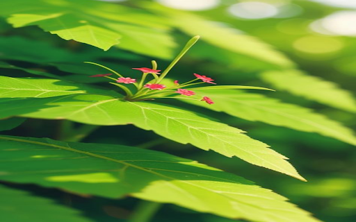 Red maple leaf wallpaper from Chrome web store to be run with OffiDocs Chromium online Red maple leaf wallpaper from Chrome web store to be run with OffiDocs Chromium online