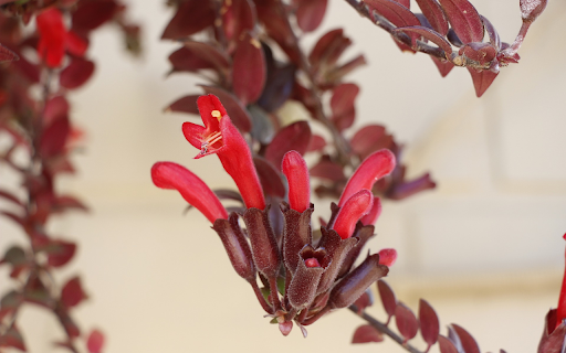 Red necked Hummingbird from Chrome web store to be run with OffiDocs Chromium online Red necked Hummingbird from Chrome web store to be run with OffiDocs Chromium online
