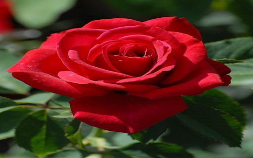 Red rose wallpaper from Chrome web store to be run with OffiDocs Chromium online Red rose wallpaper from Chrome web store to be run with OffiDocs Chromium online
