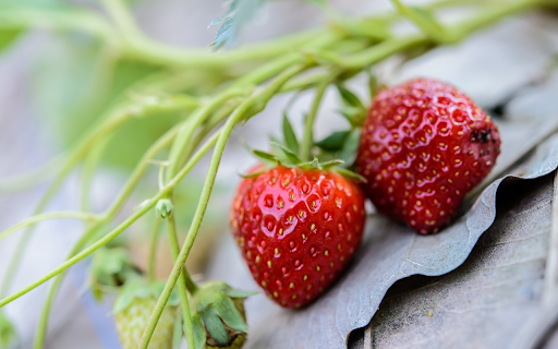 Red strawberry from Chrome web store to be run with OffiDocs Chromium online Red strawberry from Chrome web store to be run with OffiDocs Chromium online